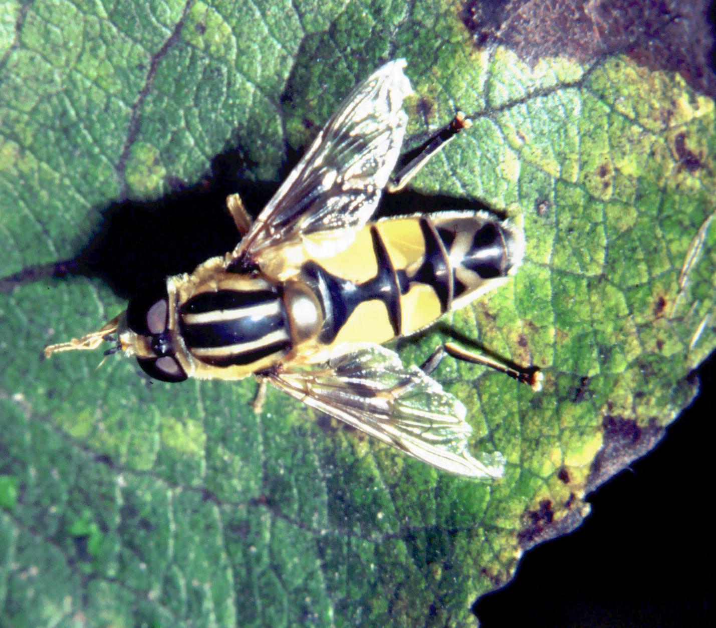 Helophilus pendulus